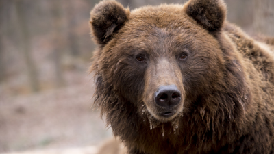 Basic safety and precautionary tips for dealing with bears and other wild animals